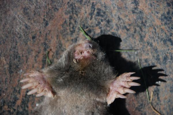 Tipos de topos - Topo de cola peluda (Parascalops breweri)