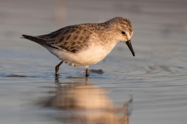 Aves limícolas: qué son y ejemplos - Correlimos menudo (Calidris minuta) 