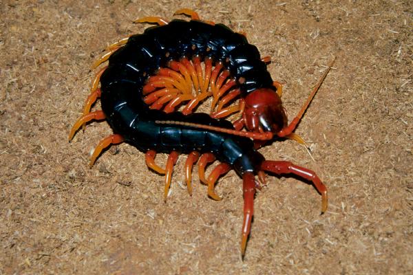 Animales más peligrosos en España - Escolopendra