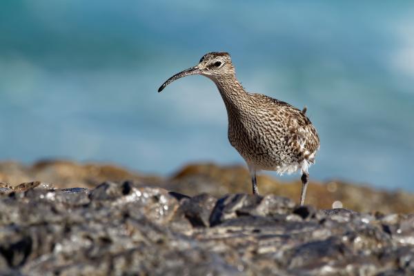 Aves limícolas: qué son y ejemplos - Zarapito trinador (Numenius phaeopus)