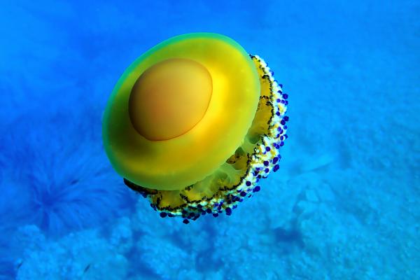 Medusas que no pican - Medusa huevo frito 