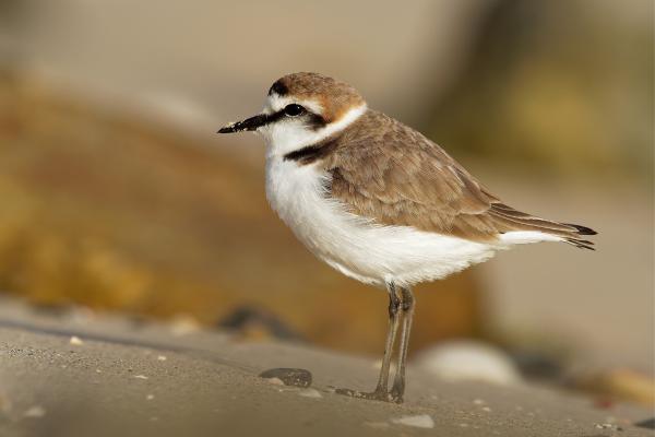 Aves limícolas: qué son y ejemplos - Chorlitejo patinegro (Charadrius alexandrinus) 