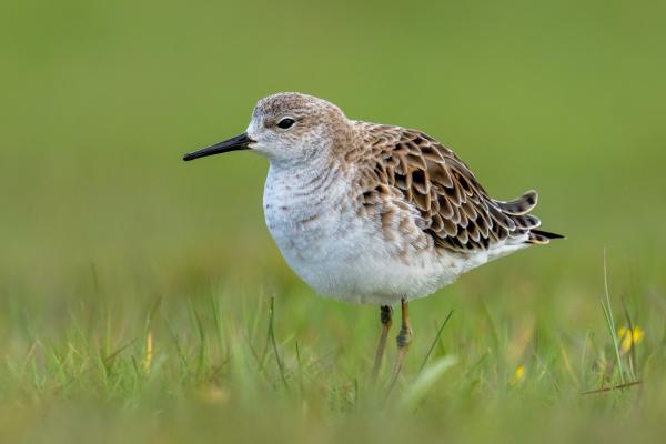 Aves limícolas: qué son y ejemplos - Combatiente (Philomachus pugnax)
