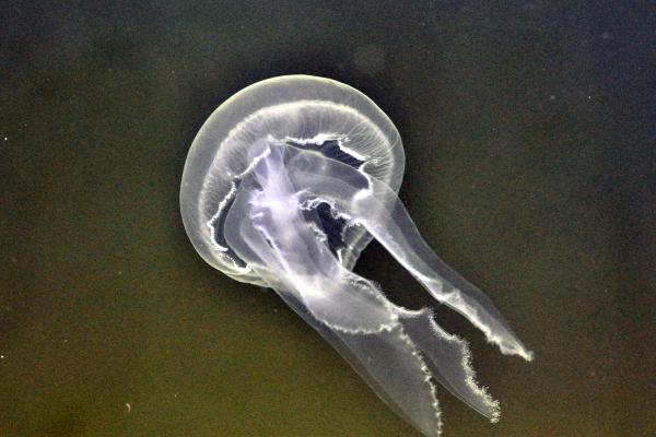 Medusas que no pican - Medusa común