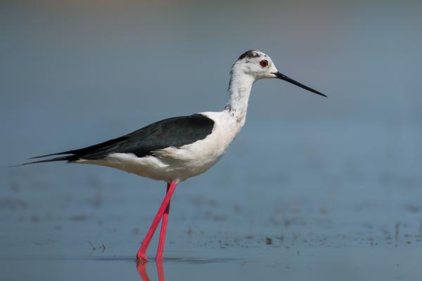 Aves limícolas: qué son y ejemplos - Cigüeñuela (Himantopus himantopus)