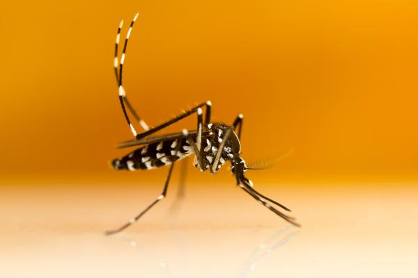 Animales más peligrosos en España - Mosquito tigre