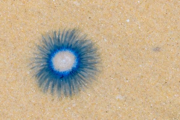 Medusas que no pican - Medusa botón azul