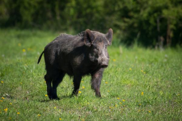Animales más peligrosos en España - Jabalí
