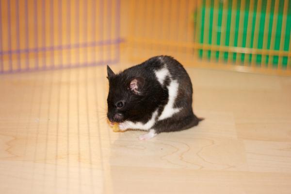 仓鼠的种类 - 熊猫仓鼠