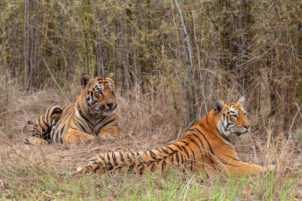 Animales de Tailandia - Tigre de Corbett (Panthera tigris corbetti)