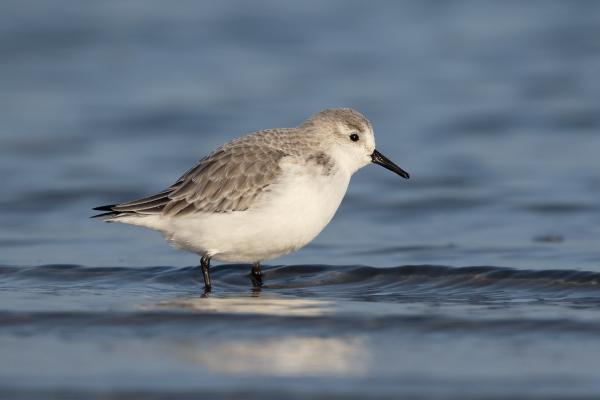 Aves limícolas: qué son y ejemplos - Correlimos tridáctilo (Calidris alba) 