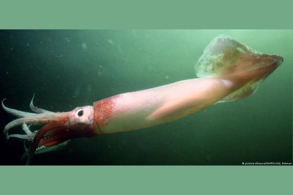 鱿鱼种类 - 阿根廷鱿鱼