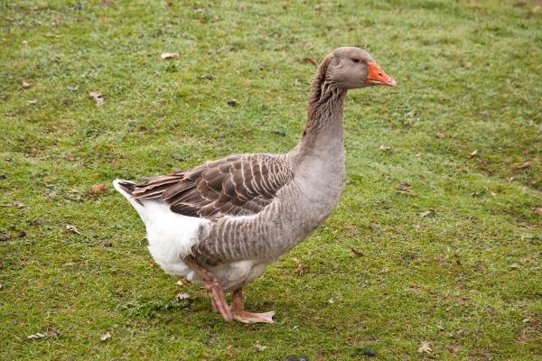 鹅的种类 - 图卢兹鹅