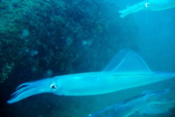 鱿鱼的种类 - 普通鱿鱼