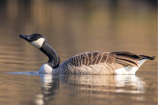 鹅的种类 - 加拿大鹅（Branta canadensis）