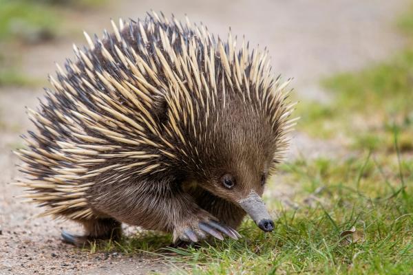 大洋洲的动物 - 针鼹
