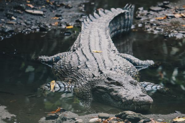 大洋洲动物 - 咸水鳄