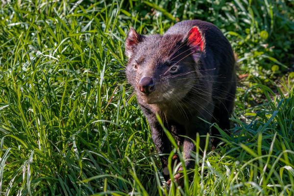 大洋洲动物——塔斯马尼亚恶魔