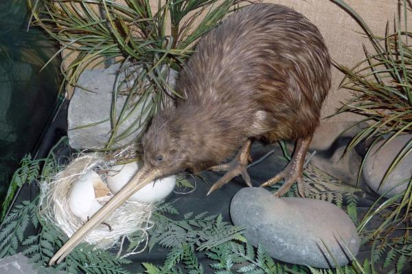 大洋洲的动物——猕猴桃