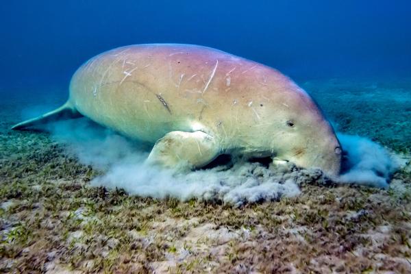 大洋洲动物 - 儒艮