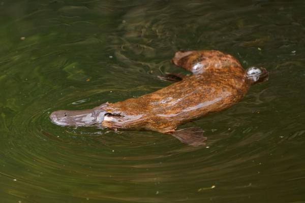 大洋洲动物 - 鸭嘴兽