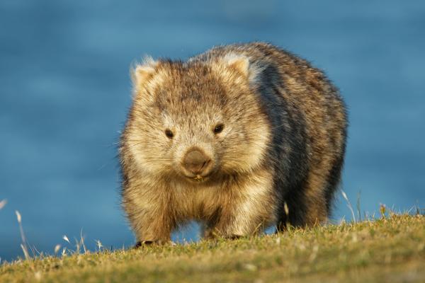 大洋洲动物 - 袋熊
