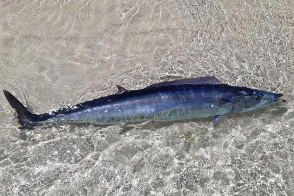 远洋鱼类：它们是什么、特征和例子 - 梭鱼