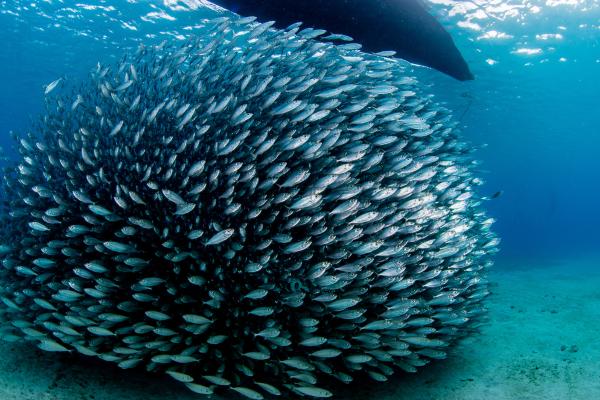 鱼群现象揭秘：为何鱼儿喜欢成群结队？