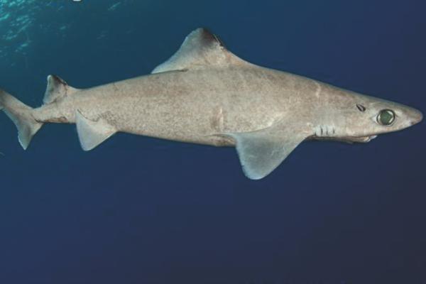 地中海鲨鱼 - 吞噬鲨（Centrophorus granulosus）