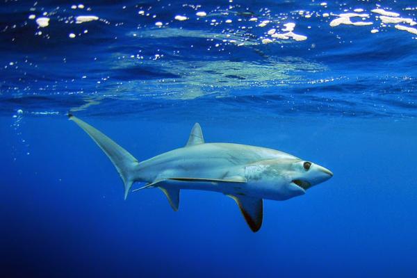 地中海鲨鱼 - 长尾鲨（Alopias superciliosus）