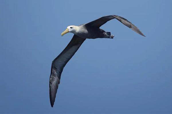 海鸟：种类和适应性 - 信天翁（信天翁科）