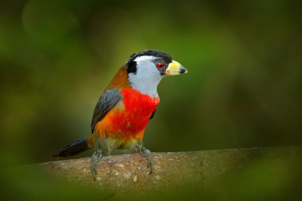 哥伦比亚的鸟类 - 大须巨嘴鸟