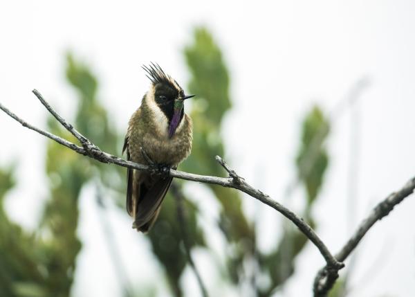 哥伦比亚的鸟类 - 荒原奇维托
