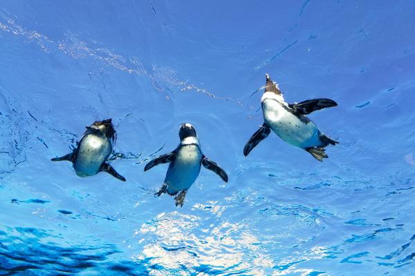 海鸟：种类和适应性 - 企鹅（企鹅科）