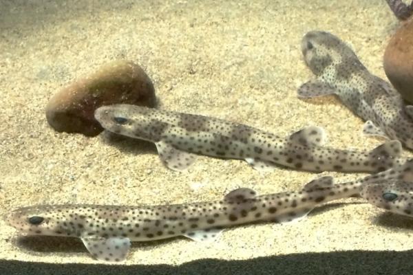 地中海鲨鱼 - 白鳍鲨（Scyliorhinus stellaris）