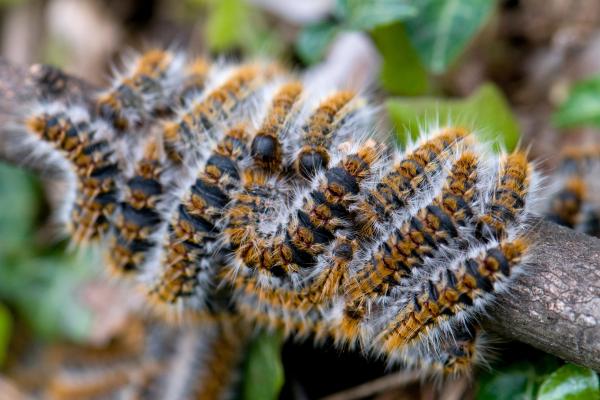 松树游行蛾：季节、位置、生命周期和治疗 - 哪里可以找到松树游行蛾