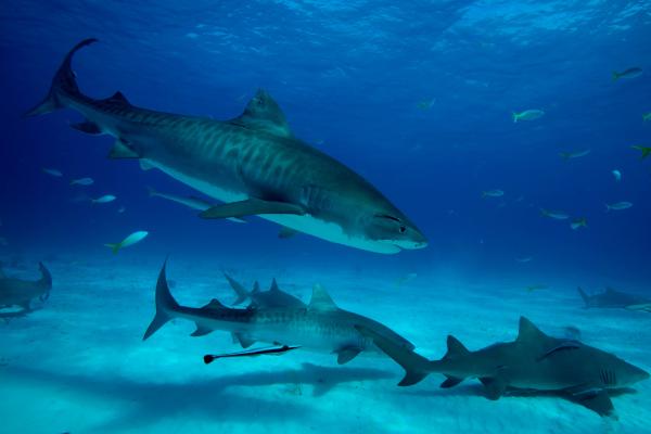 地中海鲨鱼 - 虎鲨（Galeocerdo cuvier）