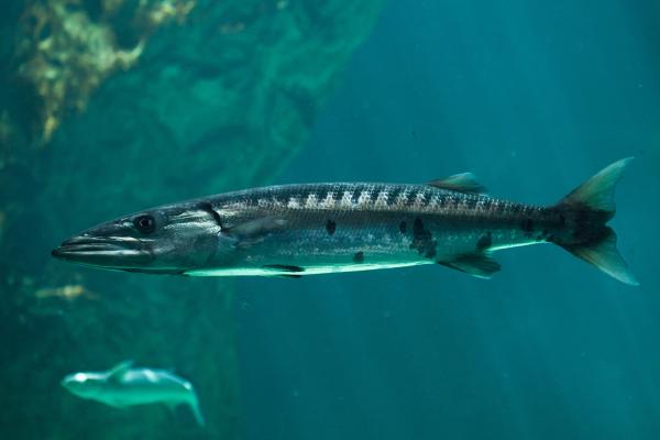 肉食性鱼类：它们是什么以及例子 - 梭鱼（Sphyraena barracuda）