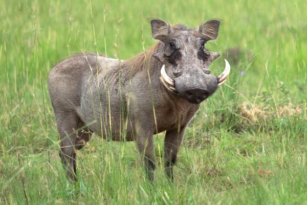 野猪的种类——非洲疣猪