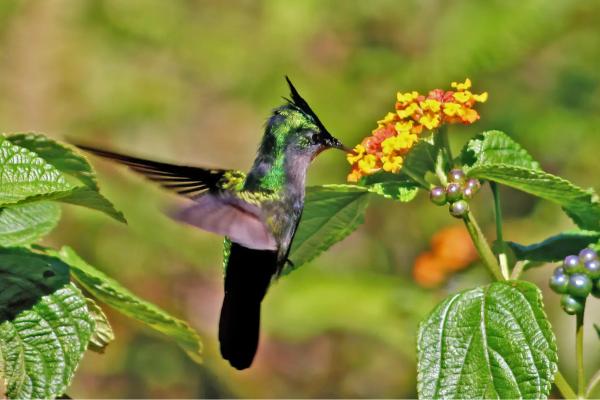 蜂鸟的种类 - 凤头蜂鸟 (Orthorhyncus cristatus)