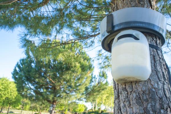 松树游行蛾：季节、位置、生命周期和治疗 - 松树游行蛾的治疗