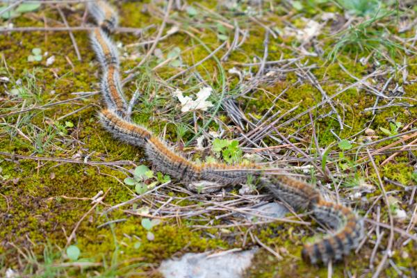 松树游行蛾：季节、位置、生命周期和治疗 - 什么是松树游行蛾及其特征