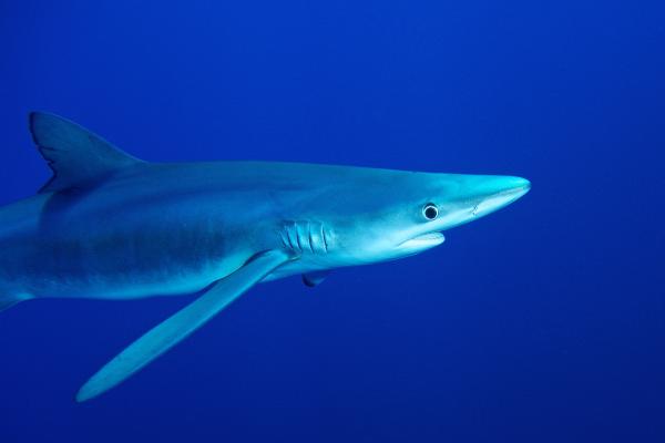 远洋鱼类：它们是什么、特征和例子 - Tintorera