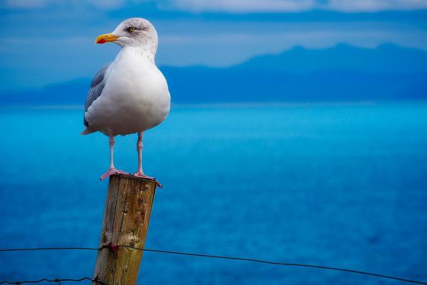 海鸟：种类和适应性 - 海鸥（鸥科）