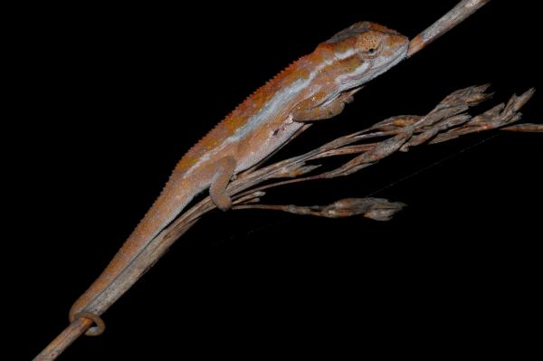 变色龙的种类 - 史密斯侏儒变色龙