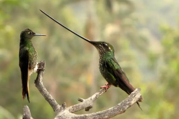 蜂鸟的种类 - 剑嘴蜂鸟 (Ensifera ensifera)