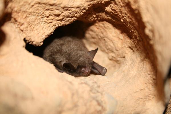 蝙蝠种类 - 印第安纳蝙蝠（Myotis sodalis）