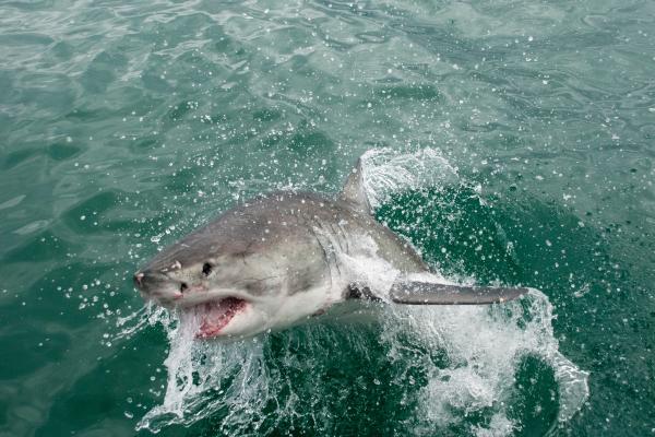 肉食性鱼类：它们是什么以及它们的例子 - 大白鲨（Carcharodon carcharias）