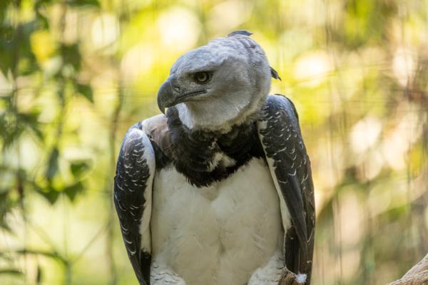 哥伦比亚的鸟类——角雕