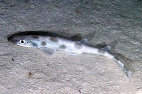 地中海鲨鱼 - 大西洋冰川鲨（Galeus atlanticus）